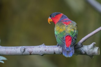 One Black-capped lory (Lorius lory erythrothorax) sitting on a branch. Green vegetation in the