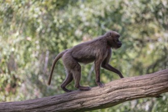 One female Gelada (Theropithecus gelada), or bleeding-heart monkey balancing on a log. A green