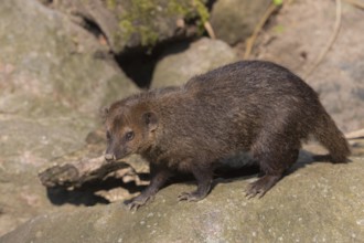 One common kusimanse (Crossarchus obscurus), also known as the long-nosed kusimanse, cusimanse or