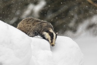 One young European badger (Meles meles) walking through deep snow during snow fall