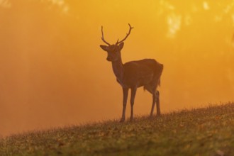 One young male fallow deer (Dama dama) stands on a meadow on hilly ground and enjoys the first