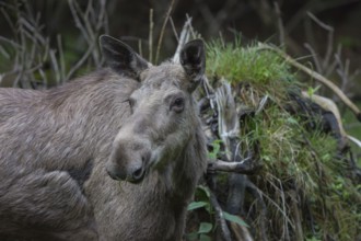 Moose (Alces alces) cow with trees and green grass around