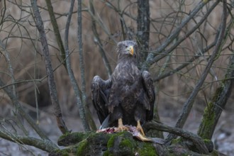 One white-tailed eagle (Haliaeetus albicilla) sitting on a small hammock feeding on a common carp.