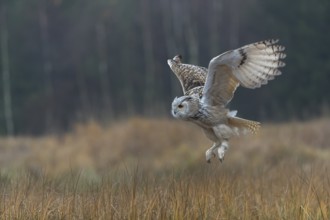 One Siberian Eagle Owl (Bubo bubo sibiricus) flying over tall reed grass lakeshore on an autumnal