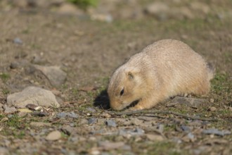 One black-tailed prairie dog sitting on sandy terrain, searching for food on a bright sunny day