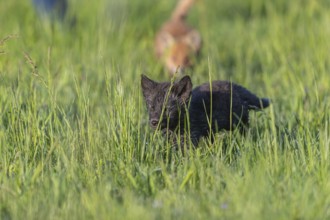 One young red fox, Vulpes vulpes, melanistic form blackish-brown), walking over a meadow with tall