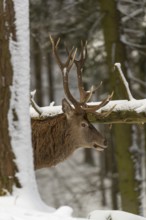 One Red Deer stag standing in a snow covered dense forest in winter. Hiding behind a tree