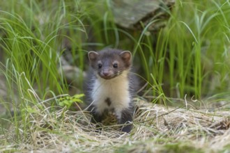 One beech marten (Martes foina), playing on the forest floor between green vegetation