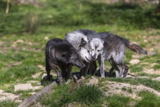 Social behaviour. Three Timberwolf, Canis lupus lycaon, greeting each other, standing in an opening