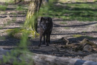 One Timberwolf, Canis lupus lycaon, walking through a forest Trees and green grass in the