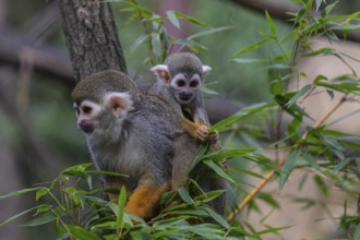 One female Central American squirrel monkey, Saimiri oerstedii, carrying her baby. Green vegetation