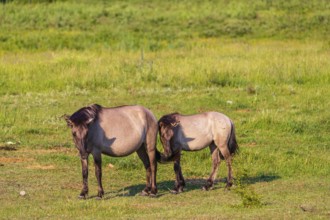 One Tarpan mare (Equus ferus) and her foal grazing in a clearing. Masuria tarpan horse reserve,