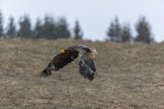 One young Steller's sea eagle (Haliaeetus pelagicus) flying over a lake while snow is falling. A