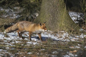 One red fox, Vulpes vulpes, running thru the undergrowth of a forest on a sunny day