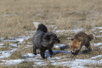 One red fox, Vulpes vulpes, and one fox in melanistic form blackish-brown running over a meadow