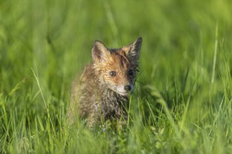 One young red fox, Vulpes vulpes, walking over a meadow with tall fresh grass in early morning