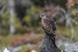 One Red kite, Milvus milvus, sitting on a stone in a field of stones in early morning light and an