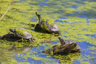 A group of red-eared slider (Trachemys scripta elegans)rests on logs lying in a pond covered with