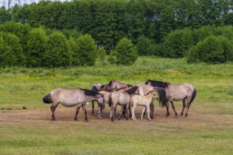 A herd of tarpans (Equus ferus) stands in a clearing in the Masuria tarpan horse reserve, belonging