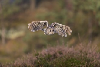 One tawny owl or brown owl (Strix aluco) flying over heather near a forest. Forest in the