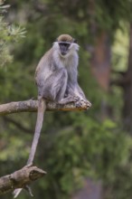 One grivet (Chlorocebus aethiops) sitting on the branch of a tree. Green vegetation in the