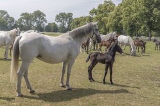 Kladruber horse, mare with foal, National Stud Farm Kladruby nad Labem