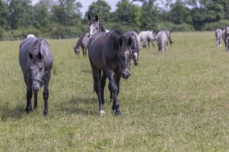 Kladruber horse, grey yearlings, grazing on the paddock. National Stud Farm Kladruby nad Labem