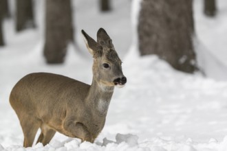 One young male Roe Deer, Roe buck (Capreolus capreolus), walking through a forest in deep snow.