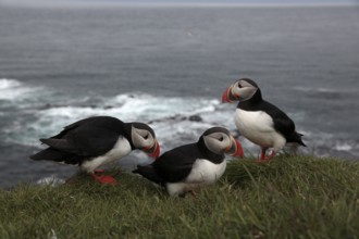 Atlantic Puffin, Common Puffin. Fratercula arctica, at the cliffs of Latrabjarg, Iceland, Europe