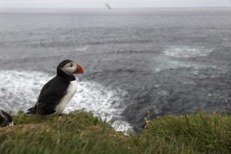 Atlantic Puffin, Common Puffin. Fratercula arctica, at the cliffs of Latrabjarg, Iceland, Europe