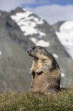 One adult Alpine Marmot, Marmota marmota, sitting in front of the Grossglockner mountain in bright