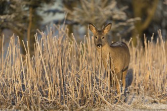 Roe deer standing in hoar frosted dead stinging nettle at minus 15 °C at sunrise. Licking off the