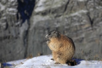 One adult Alpine Marmot, Marmota marmota, resting on a rock feeding on something. A mountain wall