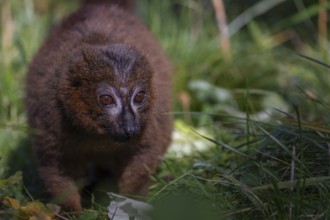 One red-bellied lemur (Eulemur rubriventer) sitting on grass, feeding on a leaf. Green vegetation