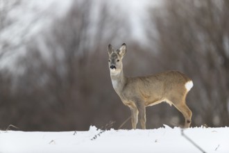 One young male Roe Deer, Roe buck (Capreolus capreolus), standing on a snowy meadow. Trees in the