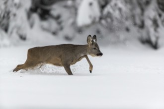 One young male Roe Deer, Roe buck (Capreolus capreolus), running through deep snow. Trees in the