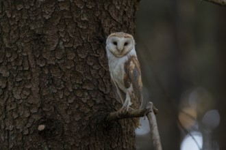 One barn owl (Tyto alba) sitting on a twig of a pine tree in late evening light