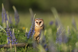 One barn owl (Tyto alba) sitting on a branch lying in a field of flowering lupines in late evening