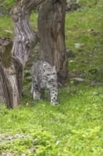 One adult snow leopard (Panthera uncia) walking over green grass with some tree stumps around