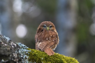 One East Brazilian pygmy owl (Glaucidium minutissimum), also known as least pygmy-owl or Sick's