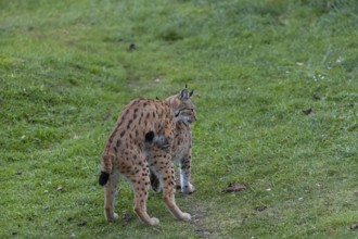 Couple Eurasian lynx, (Lynx lynx), mating on a green meadow. Green vegetation around