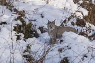 One Eurasian lynx, Lynx lynx, walking in snow covered forest on hilly ground