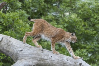 One Eurasian lynx, (Lynx lynx), walking down on a fallen tree. Side view with green forest in the