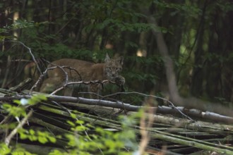 One young Eurasian lynx, (Lynx lynx), climbing over branches lying on a forest floor. Green