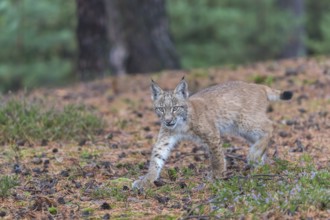 One young Eurasian lynx, (Lynx lynx), walking thru a forest. Green vegetation around him