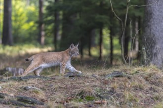 One young Eurasian lynx, (Lynx lynx), walking thru a forest. Green vegetation around him