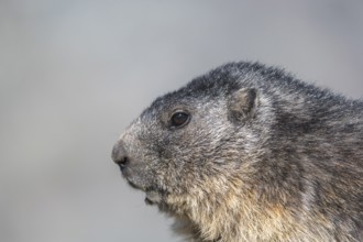 One adult Alpine Marmot, Marmota marmota, standing on green grass. Sideview portrait. Distant