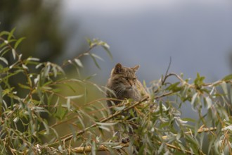 One European wildcat, Felis silvestris silvestris, sitting in a green weeping willow tree. Green