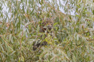 One European wildcat, Felis silvestris silvestris, sitting in a green weeping willow tree. Green