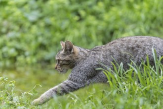 One young european wildcat, Felis silvestris silvestris, walking in green vegetation